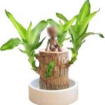 Brazilian Lucky Wood Plant